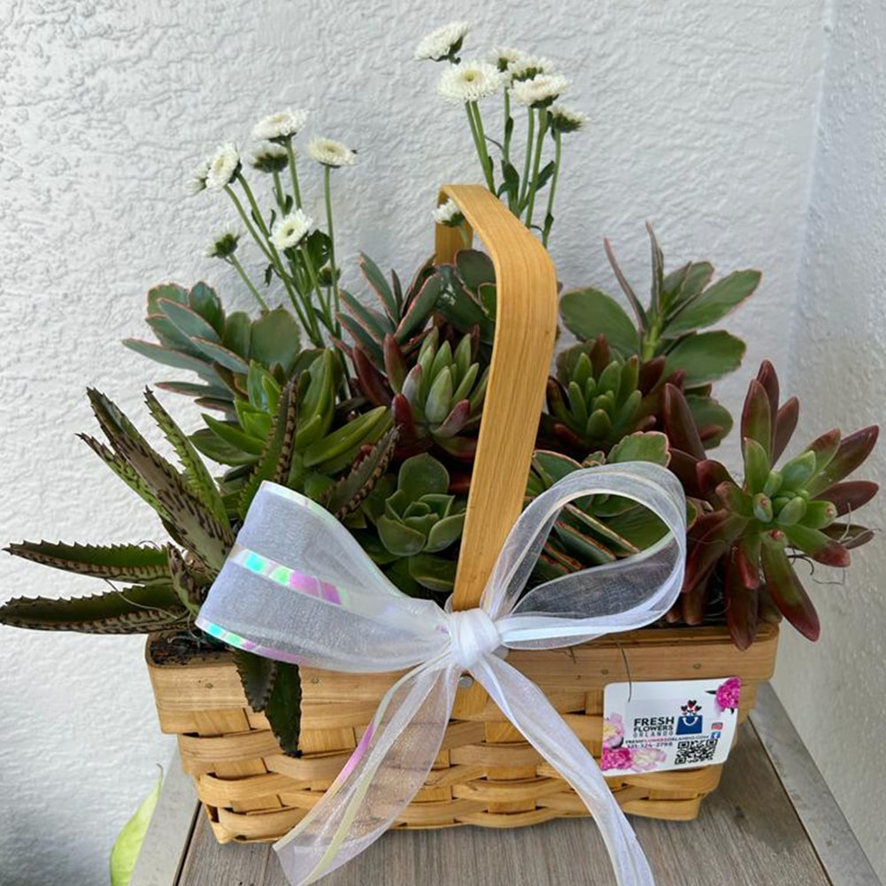 Succulent Basket, La Canasta con Plantas Suculentas Adornará Cualquier Lugar Con Su Hermosura y Le Dará a Quien Lo Reciba La Alegría De Tener Un Regalo Duradero. Fresh Flowers Orlando, Delivery in Orlando, FL, Florist.