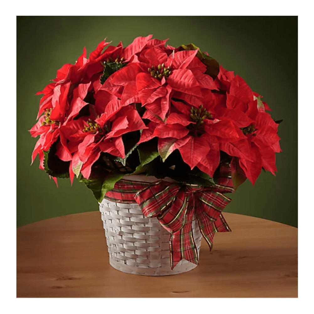 Poinsettia (Happiest Holidays Poinsettia) Las flores de Pascua hacen que cualquier hogar se sienta listo para las fiestas con sus clásicas flores rojas y llamativas y sus hojas verdes. Incluye canasta y cinta festiva. Domicilio Gratis Orlando FL, Fresh Flowers Orlando.