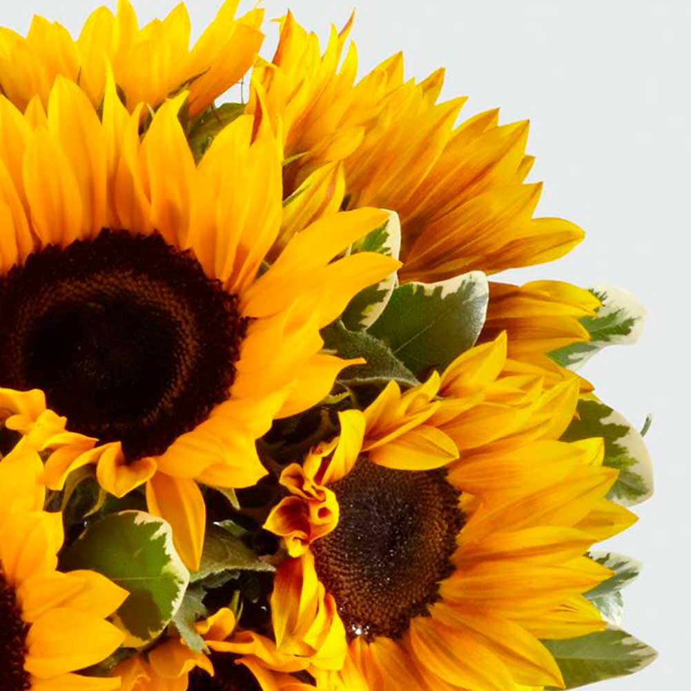 Girasoles, a medida que cambia el clima, el otoño se está presentando, presentamos los girasoles con nuestro jarrón transparente o en ramo (bouquet) es un hermoso regalo para cumpleaños, simpatía o simplemente porque es una buena ocasión Fresh Flowers Orlando