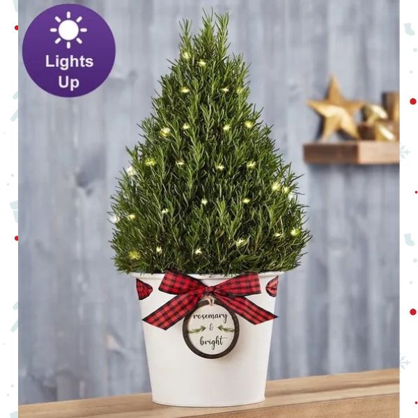 Rosemary Tree: Con nuestro aromático árbol de hierbas de romero, ¡puedes hacer que la temporada sea feliz y brillante!. Detalles del arreglo: El árbol de hierbas de romero, fresco y fragante, viene con una cadena de 3 metros de luces LED de color blanco cálido; incluye una pila; requiere montaje; es seguro para uso en interiores y exteriores. Domicilio Gratis Orlando FL, Fresh Flowers Orlando.