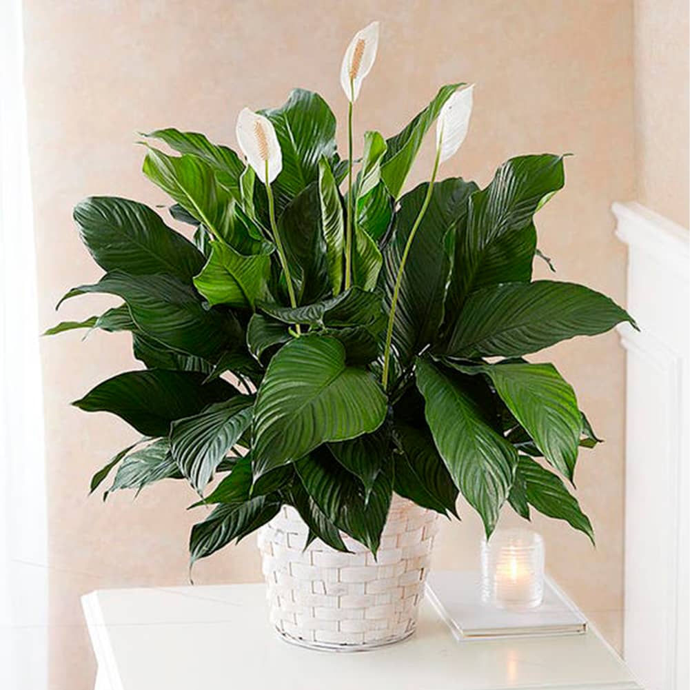 Planta De Lirio, Size Medium, Fresh Flowers Orlando. Peace Lily Plant (Spathiphyllum) features sword-like leaves and fragrant white flowers; accented with Spanish moss Arrives in a keepsake woven wicker basket planter. Presenta Hojas En Forma De Espada y Fragantes Flores Blancas; Decorado Con Musgo Español, Viene en una maceta de cesta de mimbre tejida.