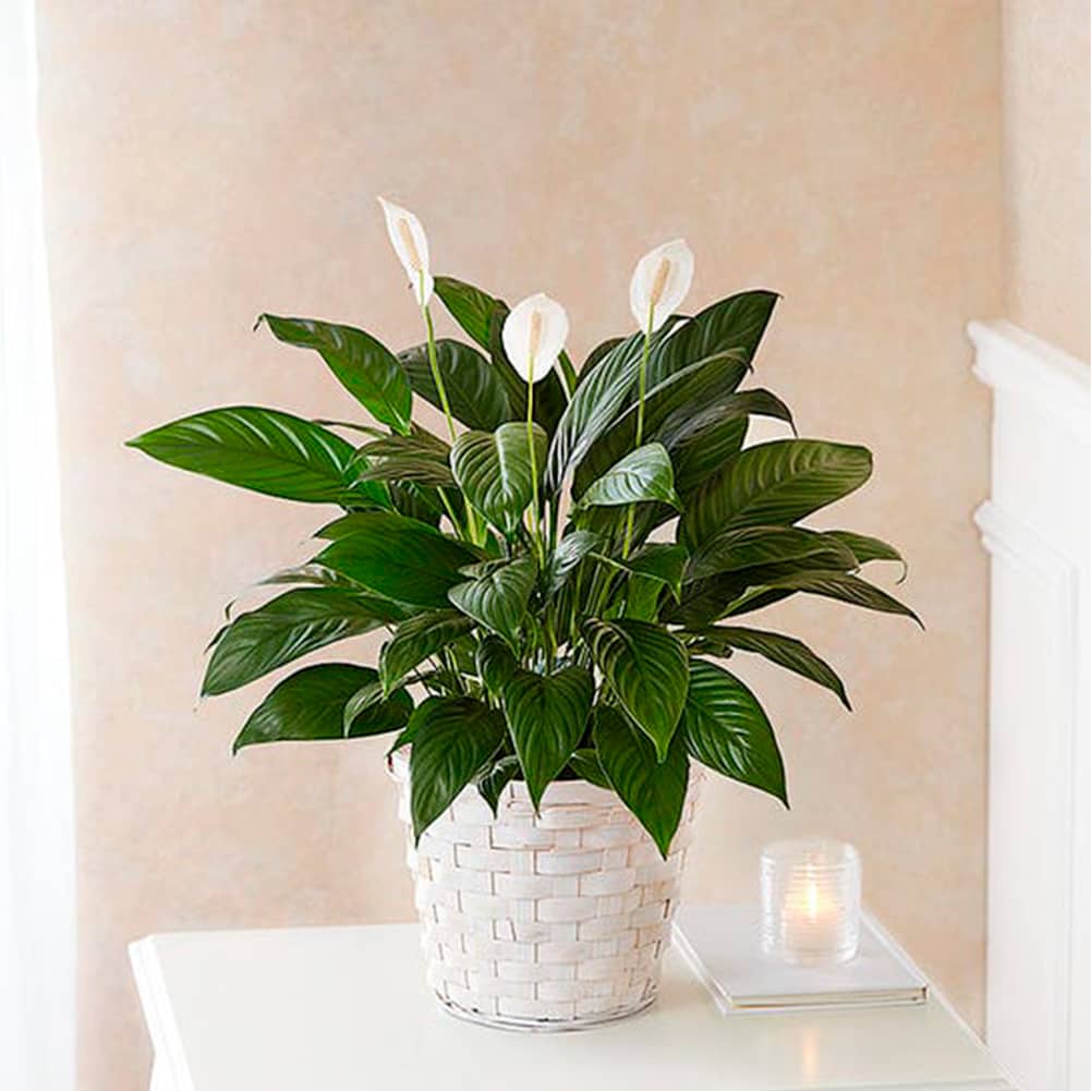 Planta De Lirio, Size Small, Fresh Flowers Orlando. Peace Lily Plant (Spathiphyllum) features sword-like leaves and fragrant white flowers; accented with Spanish moss Arrives in a keepsake woven wicker basket planter. Presenta Hojas En Forma De Espada y Fragantes Flores Blancas; Decorado Con Musgo Español, Viene en una maceta de cesta de mimbre tejida.