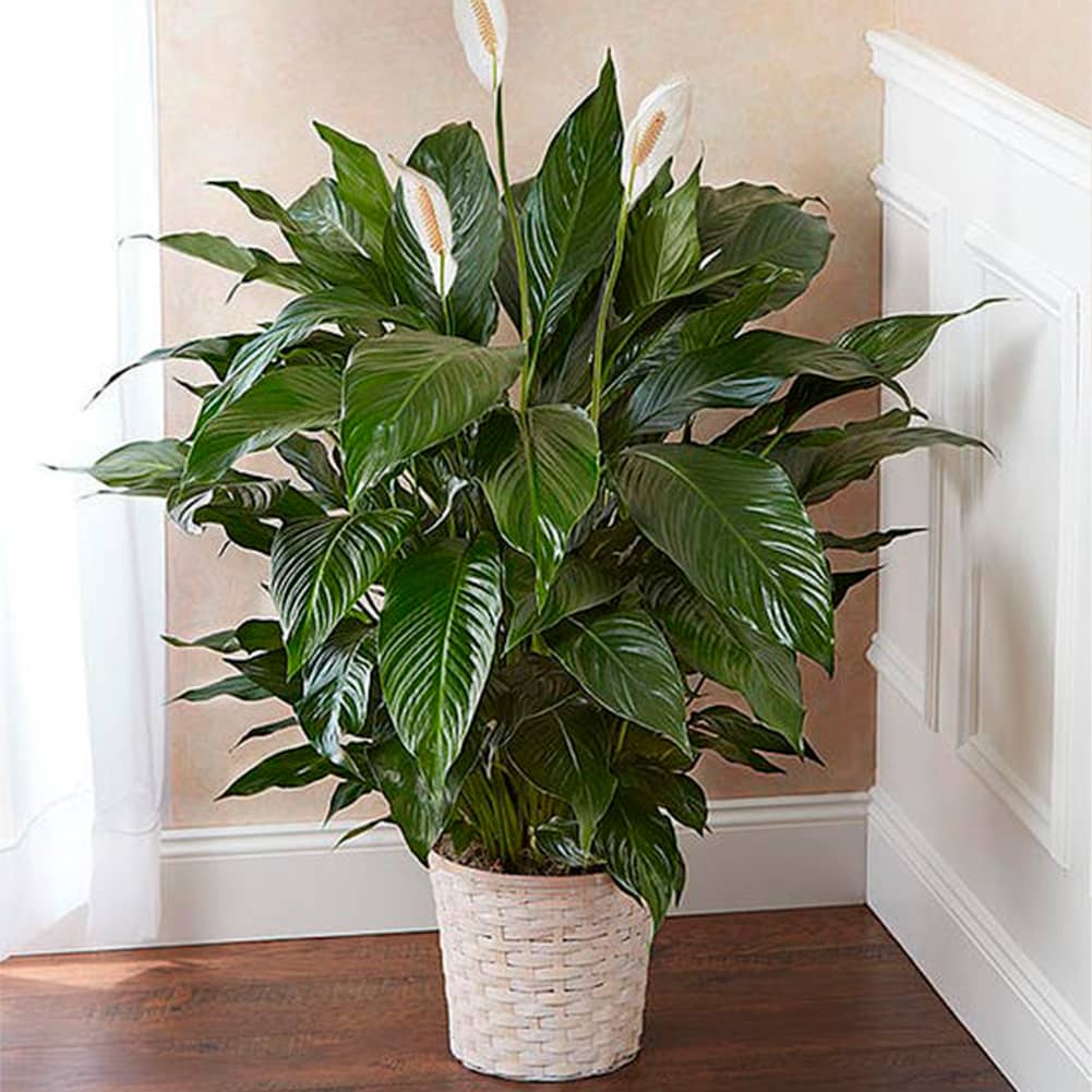 Planta De Lirio, Size Large, Fresh Flowers Orlando. Peace Lily Plant (Spathiphyllum) features sword-like leaves and fragrant white flowers; accented with Spanish moss Arrives in a keepsake woven wicker basket planter. Presenta Hojas En Forma De Espada y Fragantes Flores Blancas; Decorado Con Musgo Español, Viene en una maceta de cesta de mimbre tejida.