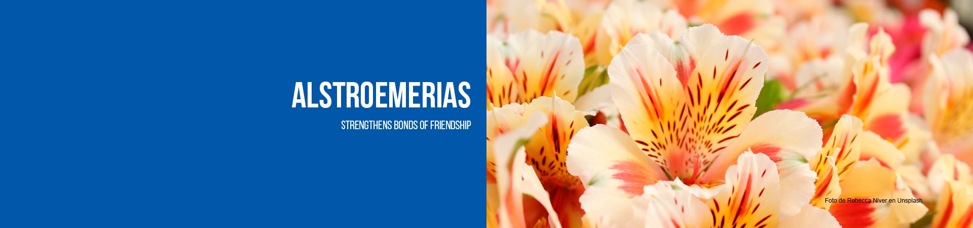 Arrangements and bouquets with astromelia, local delivery. We design your special arrangements and bouquets with astromelias, florist in Orlando FL, we deliver your flowers at home, flowers and arrangements for special occasions.