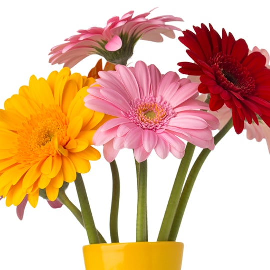 Gerbera daisies come in a rainbow of colors and are cherished for their long wavy stems and big, bold blooms, Fresh Flowers Orlando.