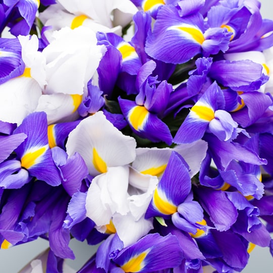 Named after the Greek goddess messenger of love, a purple iris is the envy of the flower kingdom, Fresh Flowers Orlando.