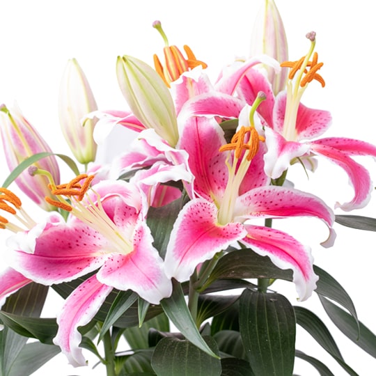 White calla lilies are a picturesque choice for wedding flowers that will surely keep your guests talking for years to come. Fresh Flowers Orlando