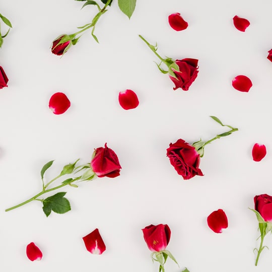 Romantic Flowers, Flowers are a beautiful way to show your love to that special someone in your life. Love and Romance