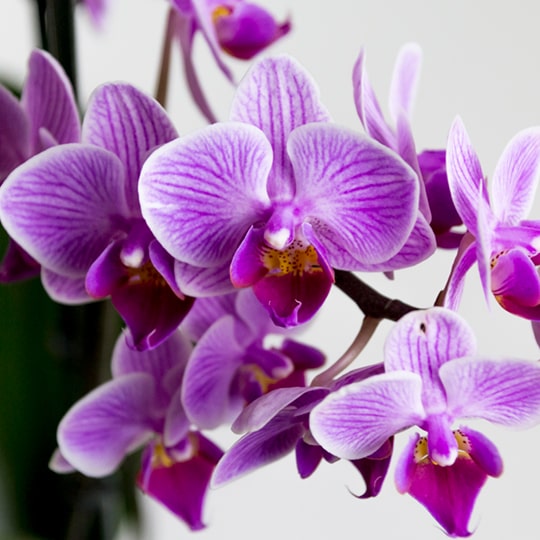Order an orchid flower delivery for a loved one’s birthday, or send an orchid bouquet to your special someone on your anniversary, Fresh Flowers Orlando.