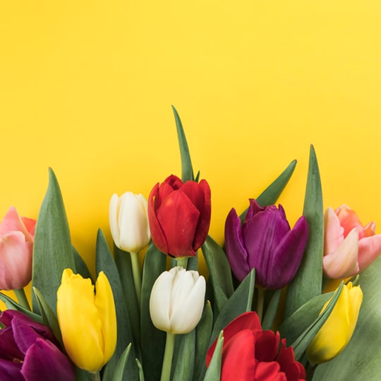 Nothing says Spring like a colorful assortment of tulip flowers delivered to their door, Fresh Flowers Orlando.