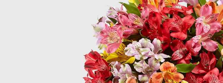 Banner con flores de astromelias, Fresh Flowers Orlando