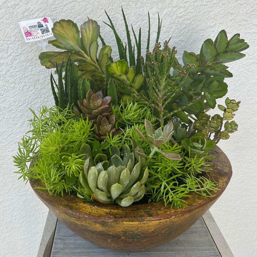 🌿 Modern Succulent Garden