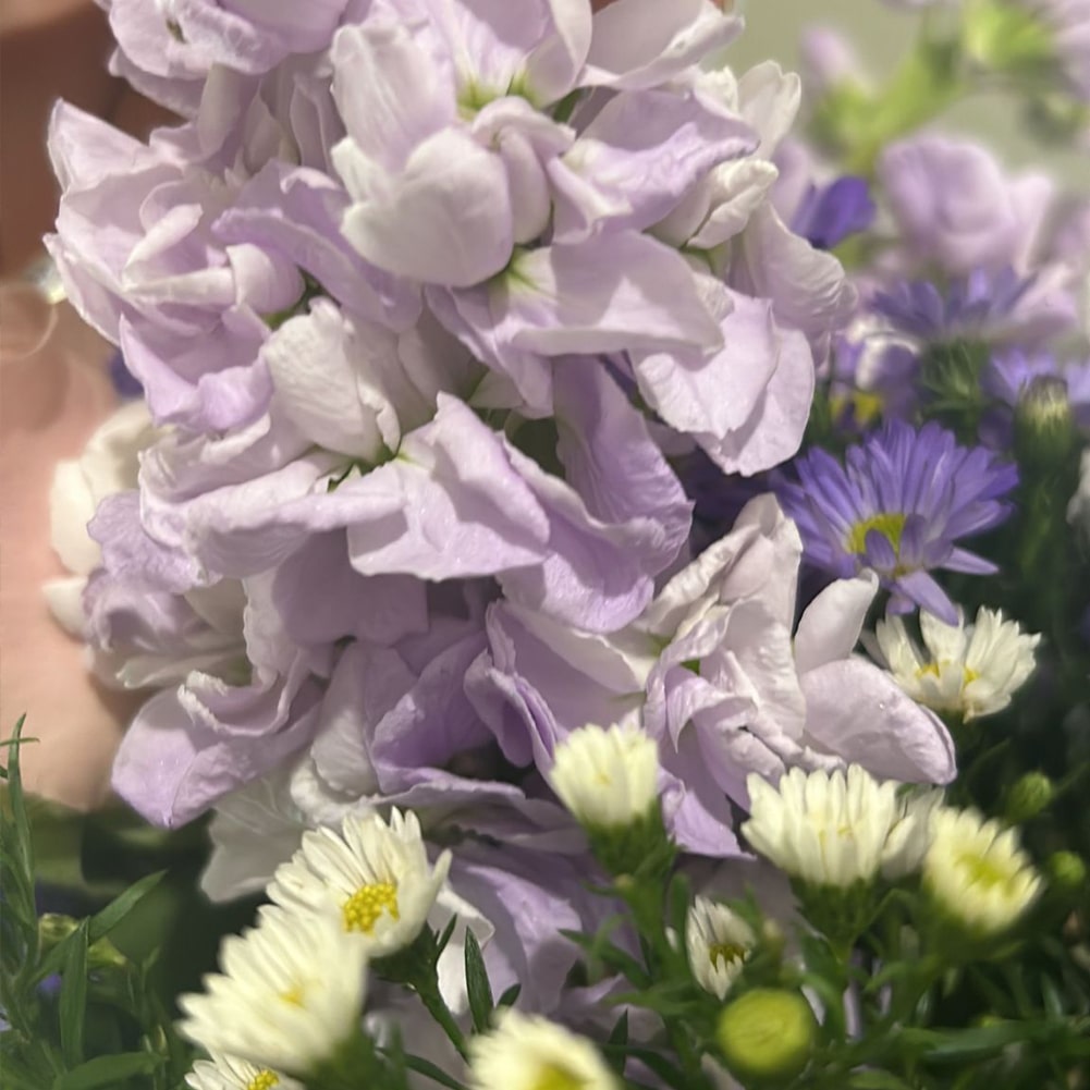 Rosas Y Margaritas Encanto, Bello Arreglo Para Decoración, Flores Para Regalar De Cumpleaños, Rosas, Margaritas, Montecasino, Fresh Flowers Orlando, Delivery in Orlando, FL, Florist.