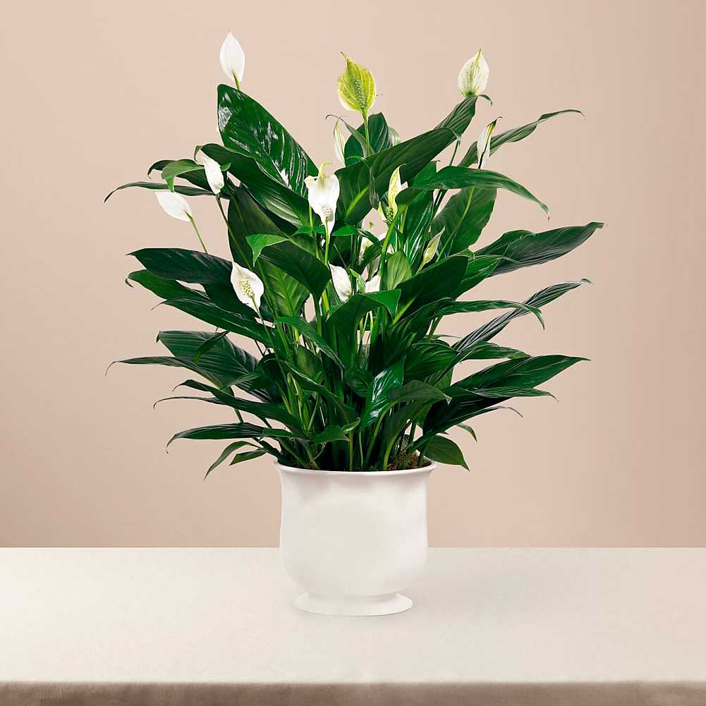 Consolación, Arreglo de flores de condolencias para el hogar, Nuestra elegante y sofisticada maceta de cerámica blanca sostiene una elegante planta de lirio de la paz, exhibe flores blancas en forma de lágrima Fresh Flowers Orlando.