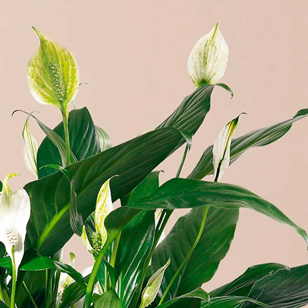 Consolación, Arreglo de flores de condolencias para el hogar, Nuestra elegante y sofisticada maceta de cerámica blanca sostiene una elegante planta de lirio de la paz, exhibe flores blancas en forma de lágrima Fresh Flowers Orlando.